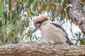 Laughing kookaburra on tree branch. Royalty Free Stock Photo