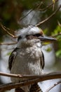Laughing kookaburra (Dacelo novaeguineae) bird with a large beak perched on a tree branch Royalty Free Stock Photo