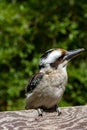 Laughing kookaburra (Dacelo novaeguineae) bird with a large beak perched on a tree branch Royalty Free Stock Photo