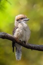 Laughing kookaburra (Dacelo novaeguineae) atop a tree branch in a sunlit setting Royalty Free Stock Photo