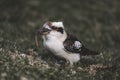 Laughing kookaburra (Dacelo novaeguineae) perched on a bed of lush green grass Royalty Free Stock Photo