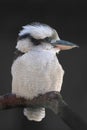 Laughing kookaburra (Dacelo novaeguineae) perched on a tree branch Royalty Free Stock Photo