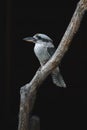 Laughing kookaburra (Dacelo novaeguineae) perched on a tree branch Royalty Free Stock Photo