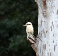 Laughing Kookaburras Royalty Free Stock Photo