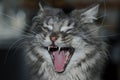 Laughing Maine Coon Cat Royalty Free Stock Photo