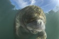 Laughing Manatee Royalty Free Stock Photo