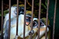 The Laughing Monkey Royalty Free Stock Photo