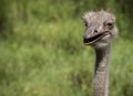 Laughing Ostrich Royalty Free Stock Photo