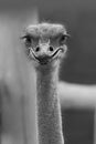 Laughing ostrich Royalty Free Stock Photo