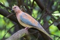 Laughing Palm Dove