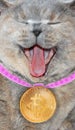 Laughing pedigree cat wearing bitcoin medallion Royalty Free Stock Photo