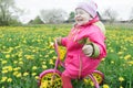 Laughing preschool girl riding across the spring dandelions meadow on steel pink and yellow tricycle Royalty Free Stock Photo