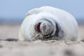 Laughing puppy seal Royalty Free Stock Photo