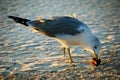 Laughing Seagull