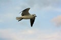 One Beautiful Laughing Gull Larus Articilla Flying