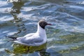 Laughing seagull on the lake in Hyde Park, London