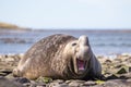 Laughing Smiling Southern Elephant Seal Royalty Free Stock Photo