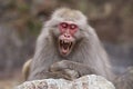 Laughing snow monkey of Jigokudani hot spring.