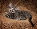 Laughing Tabby kitten