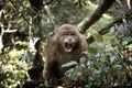 Laughing Tibetan Macaca monkey Royalty Free Stock Photo