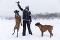 Laughing woman plays with boxer dog in winter park. Love and friendship Royalty Free Stock Photo
