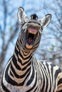 Laughing Zebra Royalty Free Stock Photo