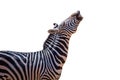 Laughing zebra isolated Royalty Free Stock Photo