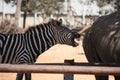 Laughing zebra Royalty Free Stock Photo