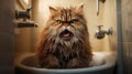 Laughter-inducing cat in bathroom chaos.