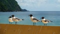 Lauging gulls at Castara Beach on the Caribean Island Tobago