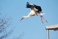 Launching stork Royalty Free Stock Photo