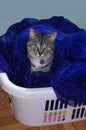 Laundry cat Royalty Free Stock Photo