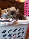 Laundry cat Royalty Free Stock Photo