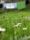 Laundry drying in a field Royalty Free Stock Photo