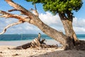 Laura beach. Azure blue turquoise lagoon. Majuro atoll, Marshall islands, Micronesia, Oceania. Woman tourist makes a photo.