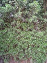 LAURAL HEDGING, /PRUNAS LAUROCERASUS,ELAEAGNUS X EBBINGEI HEDGE PLANTS