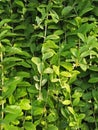 LAURAL HEDGING, /PRUNAS LAUROCERASUS,ELAEAGNUS X EBBINGEI HEDGE PLANTS