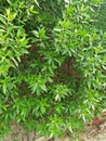LAURAL HEDGING, /PRUNAS LAUROCERASUS,ELAEAGNUS X EBBINGEI HEDGE PLANTS