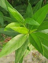 LAURAL HEDGING, /PRUNAS LAUROCERASUS,ELAEAGNUS X EBBINGEI HEDGE PLANTS