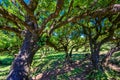 Laurasilva tree forest - Vereda of Fanal, PR13, Paul da Serra, Seixal - Madeira, Portugal Royalty Free Stock Photo