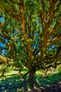 Laurasilva tree forest - Vereda of Fanal, PR13, Paul da Serra, Seixal - Madeira, Portugal