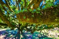 Laurasilva tree forest - Vereda of Fanal, PR13, Paul da Serra, Seixal - Madeira, Portugal
