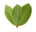 Laurel Bay leaves Royalty Free Stock Photo