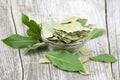 Laurel bay leaves Royalty Free Stock Photo