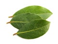 Laurel Bay three leaves Royalty Free Stock Photo