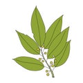 Laurel branch in cartoon style. Vector illustration of culinary herb isolated on white. Symbol of triumph and victory