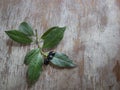 Laurel. Branches on old wood background