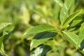 Laurel cherry Schipkaensis