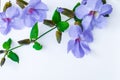Laurel clockvine flower Royalty Free Stock Photo