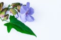 Laurel clockvine flower Royalty Free Stock Photo